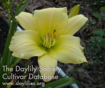 Daylily Molly Gries